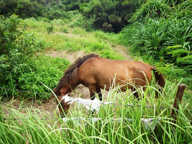 小浜島の馬