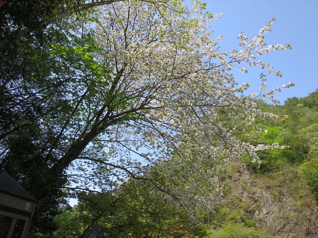 金山の桜